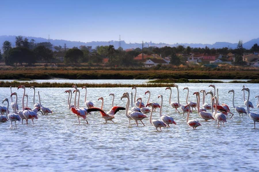 Teodosio - Ar Condicionado-Perto Praias - Zona Central Setúbal Exteriör bild